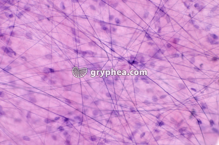 Tissu aréolaire x100 - gryphea.org